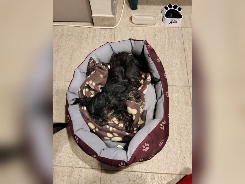 Zuckermäuschen Aya sucht liebe Menschen