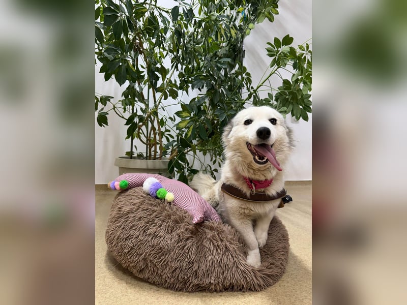 Zuckersüße Alis sucht ihre Schmusemenschen