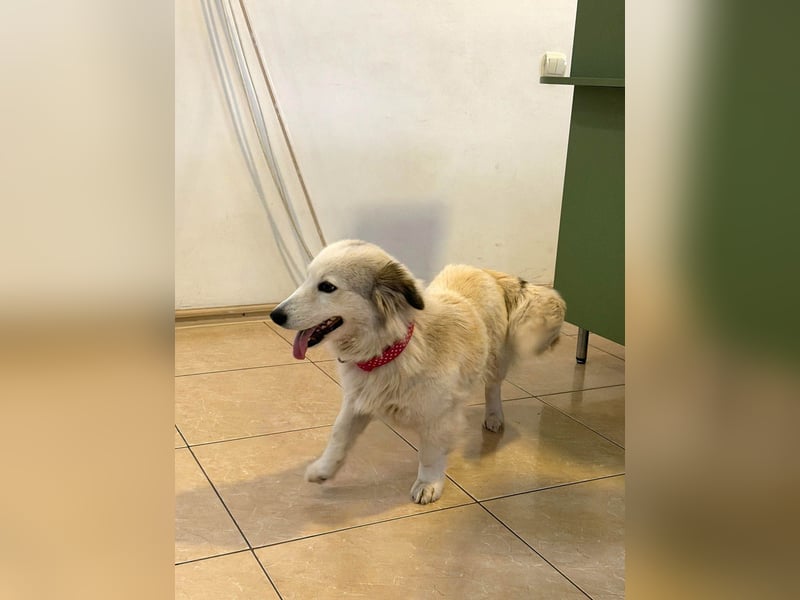 Zuckersüße Alis sucht ihre Schmusemenschen