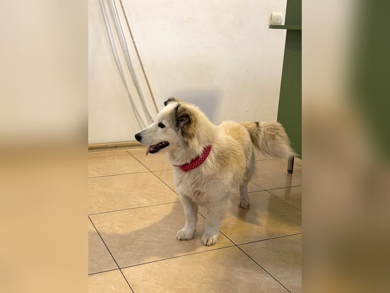 Zuckersüße Alis sucht ihre Schmusemenschen