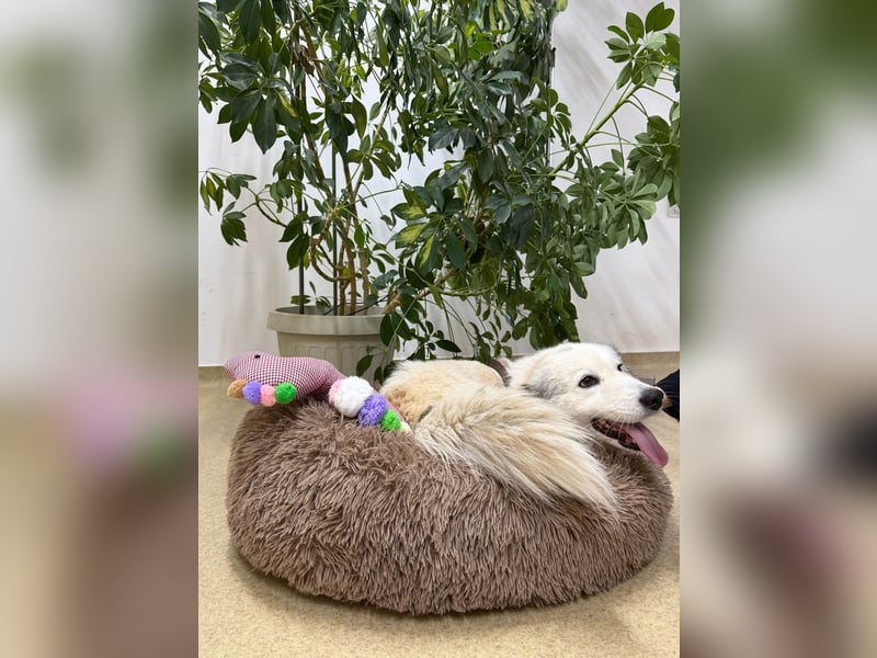 Zuckersüße Alis sucht ihre Schmusemenschen