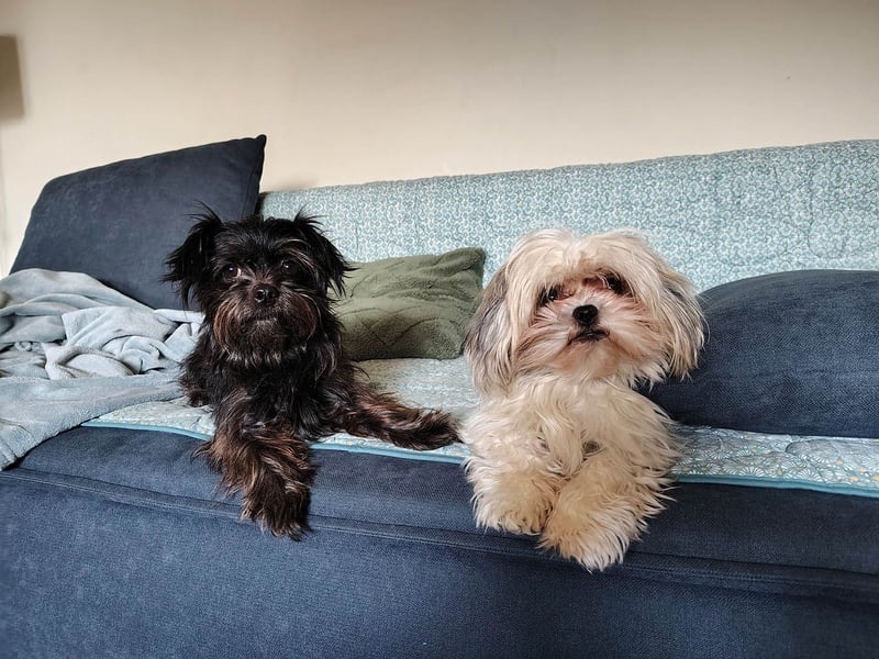 Zuckermäuschen Aya sucht liebe Menschen