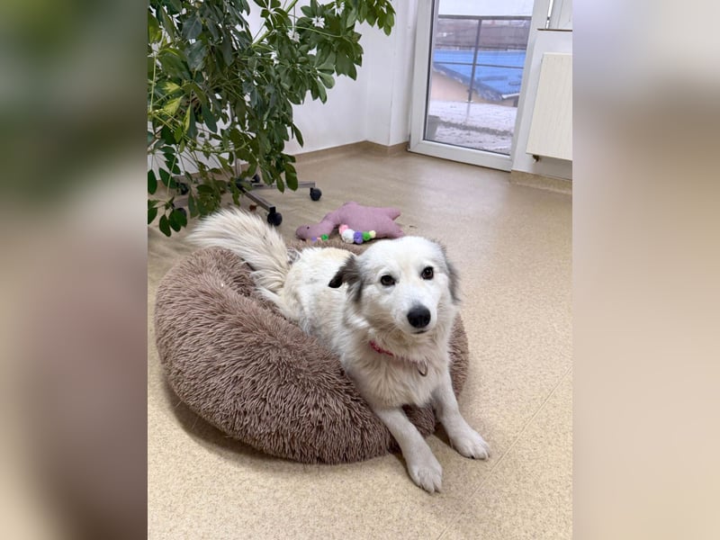 Zuckersüße Alis sucht ihre Schmusemenschen