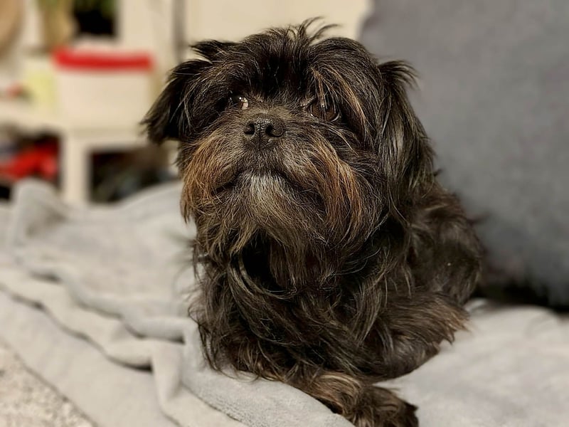 Zuckermäuschen Aya sucht liebe Menschen