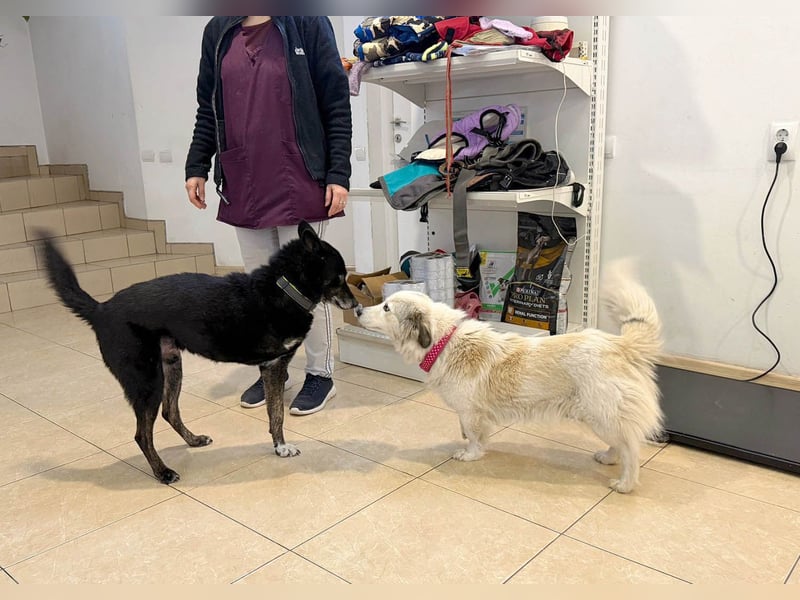 Zuckersüße Alis sucht ihre Schmusemenschen