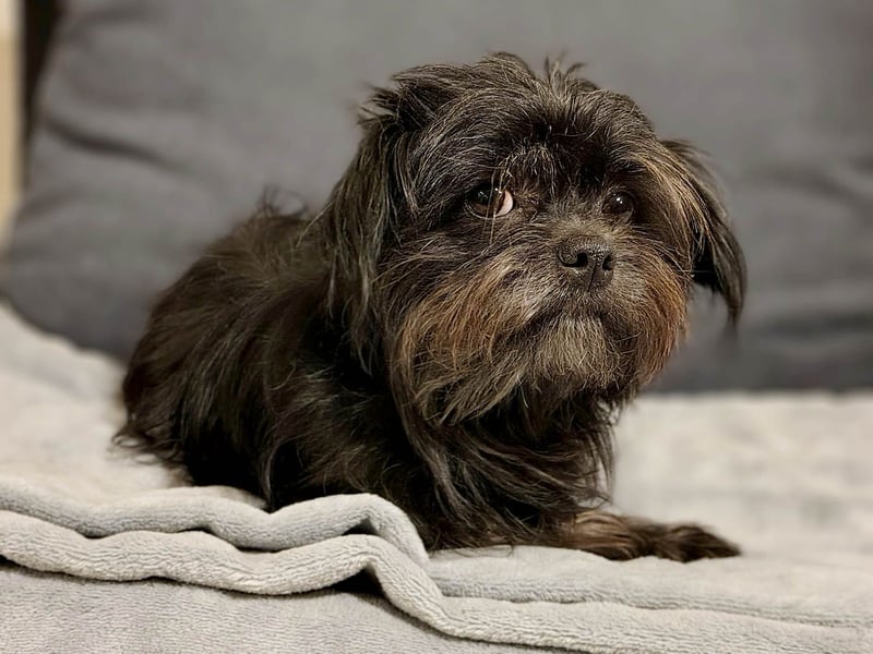 Zuckermäuschen Aya sucht liebe Menschen