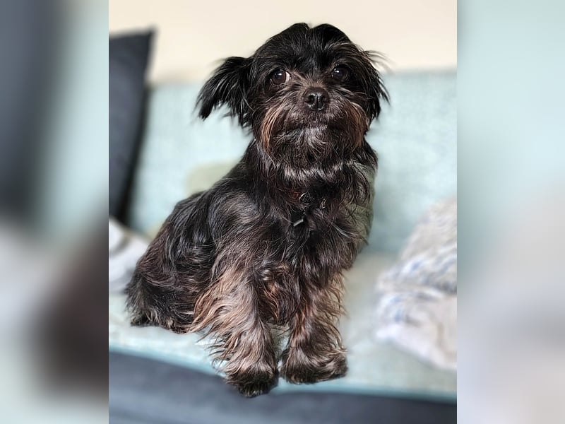 Zuckermäuschen Aya sucht liebe Menschen