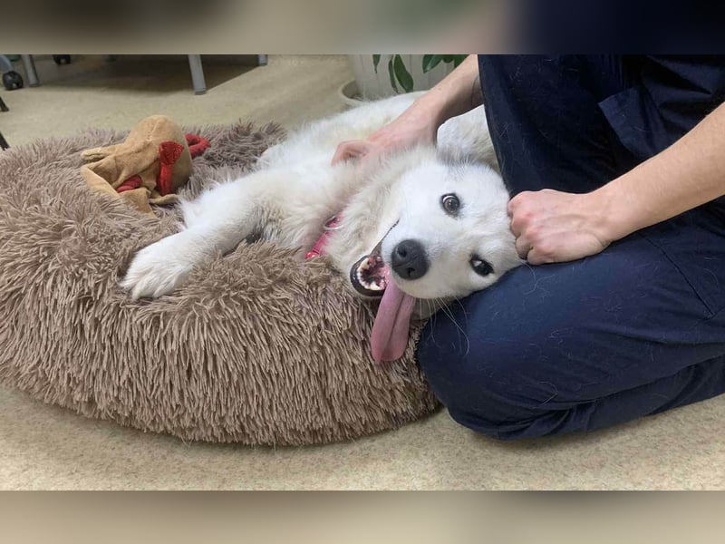 Zuckersüße Alis sucht ihre Schmusemenschen