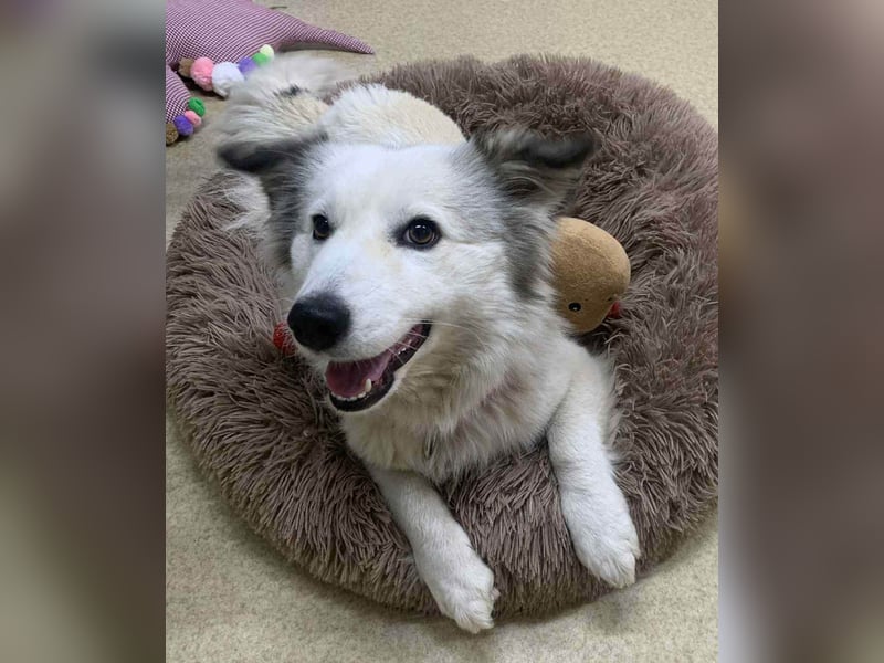 Zuckersüße Alis sucht ihre Schmusemenschen