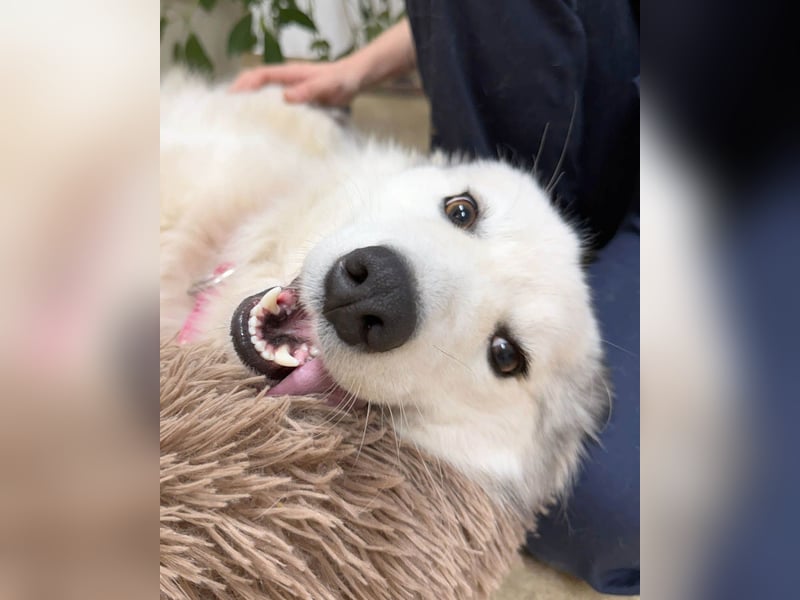 Zuckersüße Alis sucht ihre Schmusemenschen