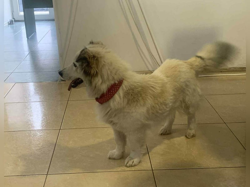 Zuckersüße Alis sucht ihre Schmusemenschen