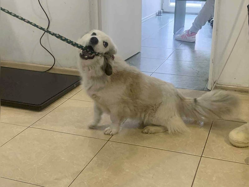 Zuckersüße Alis sucht ihre Schmusemenschen