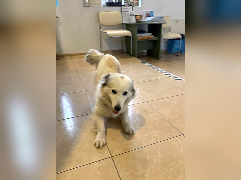 Zuckersüße Alis sucht ihre Schmusemenschen