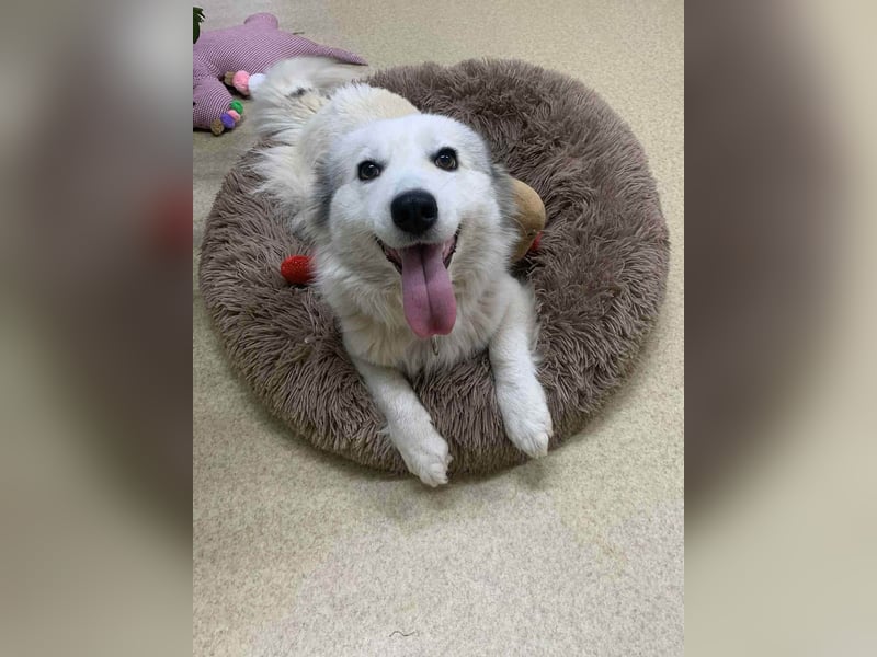 Zuckersüße Alis sucht ihre Schmusemenschen