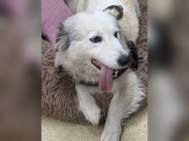 Zuckersüße Alis sucht ihre Schmusemenschen