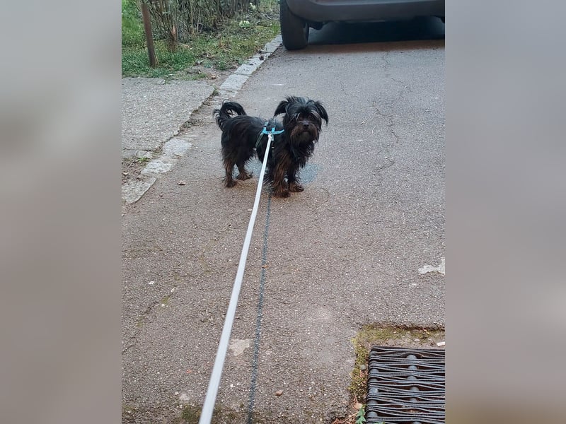 Zuckermäuschen Aya sucht liebe Menschen