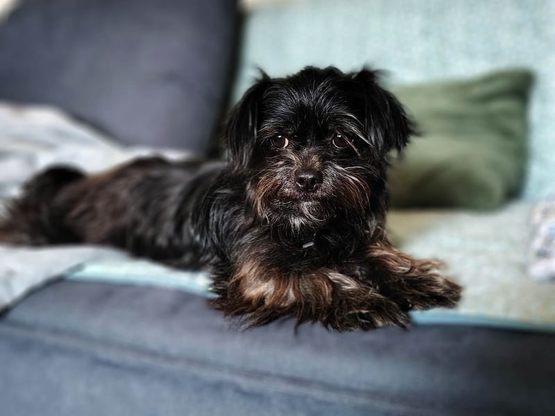 Zuckermäuschen Aya sucht liebe Menschen