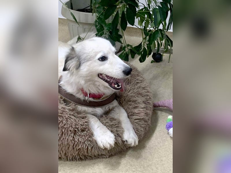 Zuckersüße Alis sucht ihre Schmusemenschen