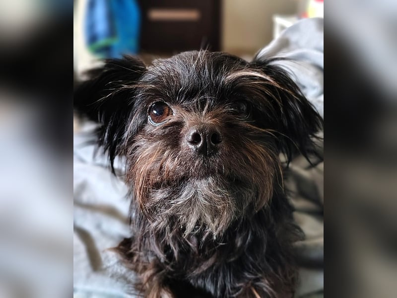 Zuckermäuschen Aya sucht liebe Menschen