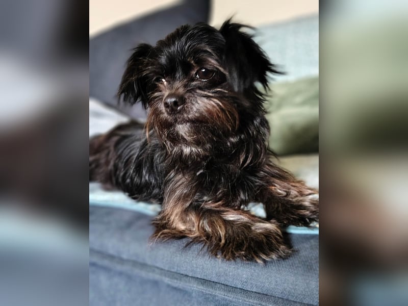 Zuckermäuschen Aya sucht liebe Menschen