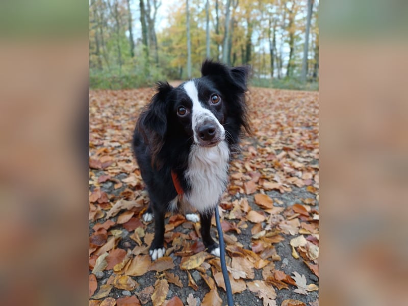 Killua befindet sich schon in Deutschland und sucht ein neues Zuhause !