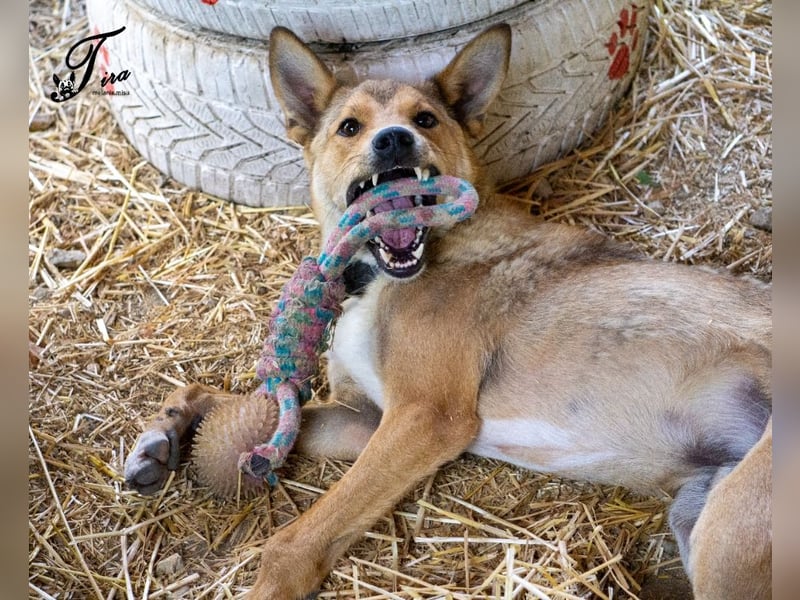 Füles ein ganz bezaubernder kluger und fröhlicher Hundejunge !