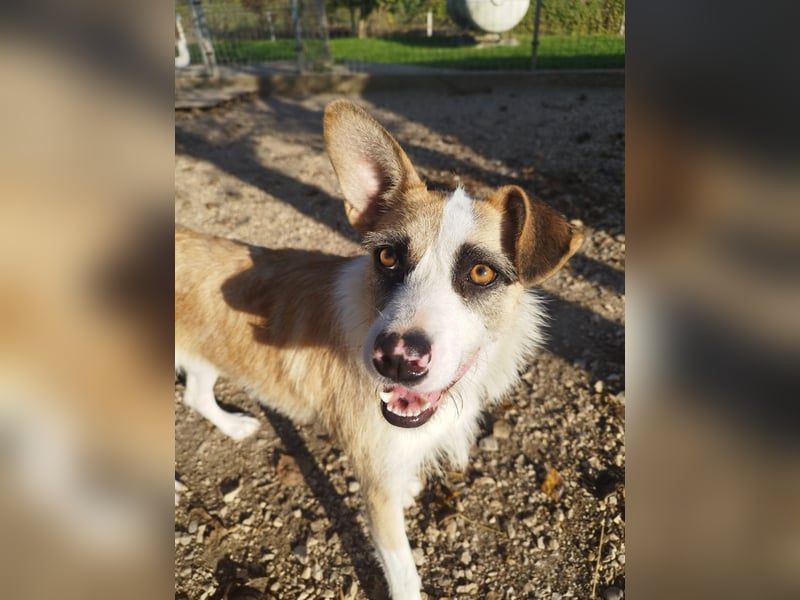 Dolly, ein ganz besonders schönes Hundemädchen, wurde vermutlich ausgesetzt !