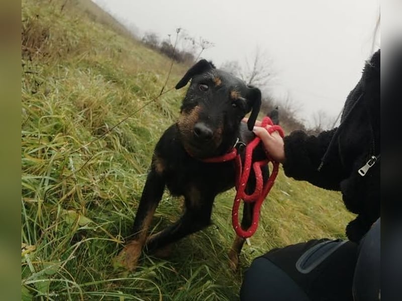 Adél, ein fröhlicher Hund auf drei Beinen !