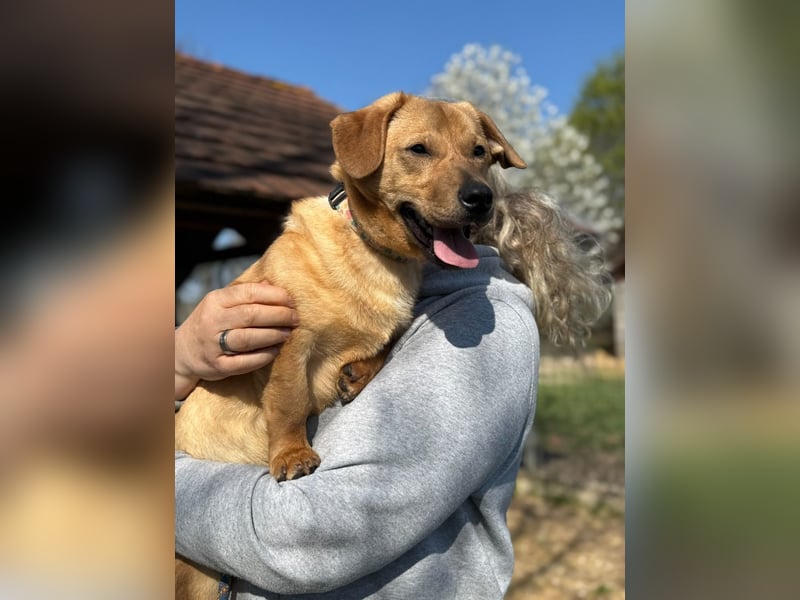 Tódi, ein unkomplizierter und verkuschelter Junghund