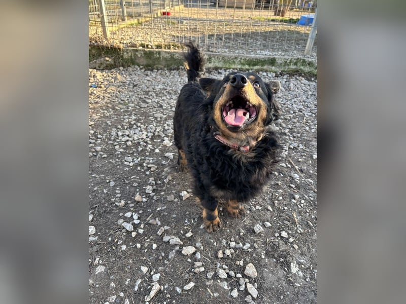 Sapi Karcsi, ein fröhlicher menschenbezogener Lockenprinz auf kurzen Beinen !