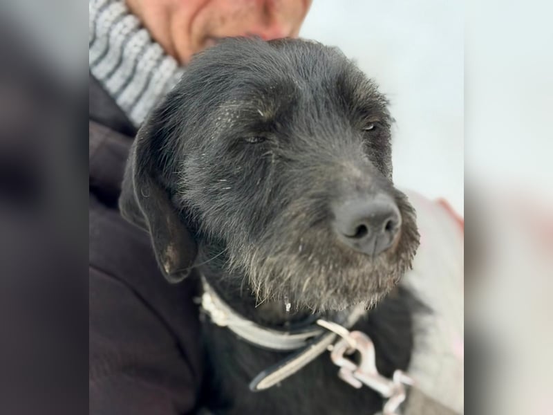 Bezaubernde Oreo  ist freundlcih und liebt das Kuscheln !