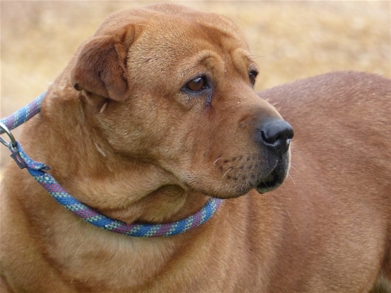 Mosci, die bezaubernde Knutschkugel, lebt auf einer Pflegestelle in NRW !