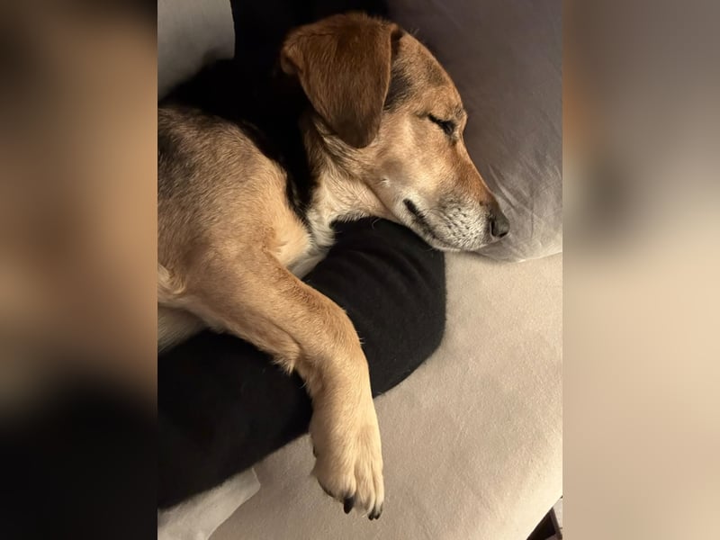 Die handliche kleine Rita sucht ein liebevolles Zuhause, wo sie ihr Leben genießen kann !