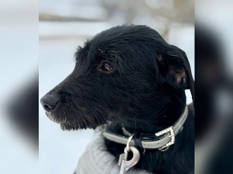Bezaubernde Oreo  ist freundlcih und liebt das Kuscheln !