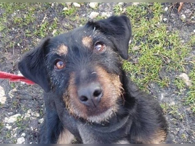 Adél, ein fröhlicher Hund auf drei Beinen !