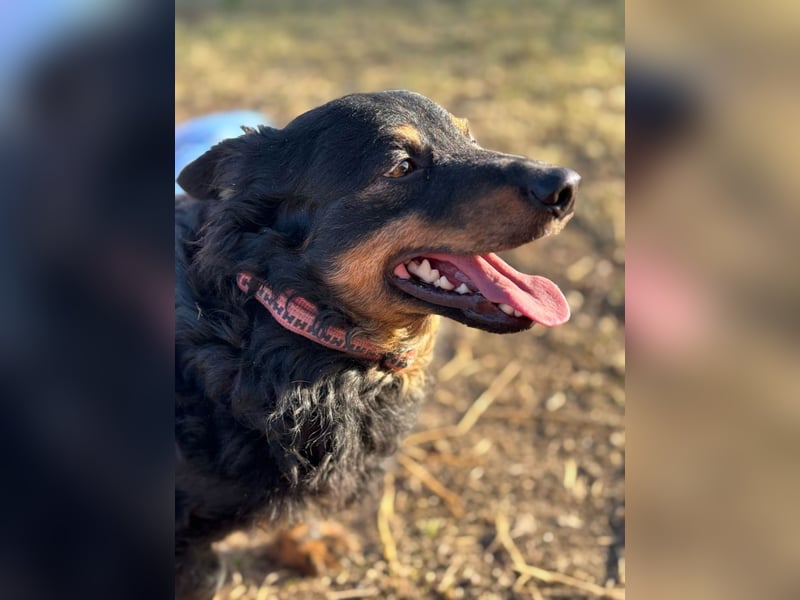 Sapi Karcsi, ein fröhlicher menschenbezogener Lockenprinz auf kurzen Beinen !