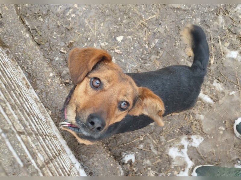 Édi, ein fröhliche Hündin mit einem kleinen Handicap, was sie aber nicht stört !