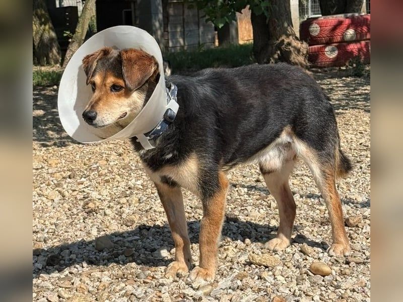 Senior Czsibeske sucht nochmal ein neues Zuhause !