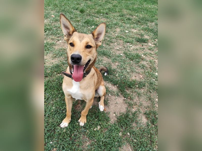 Füles ein ganz bezaubernder kluger und fröhlicher Hundejunge !