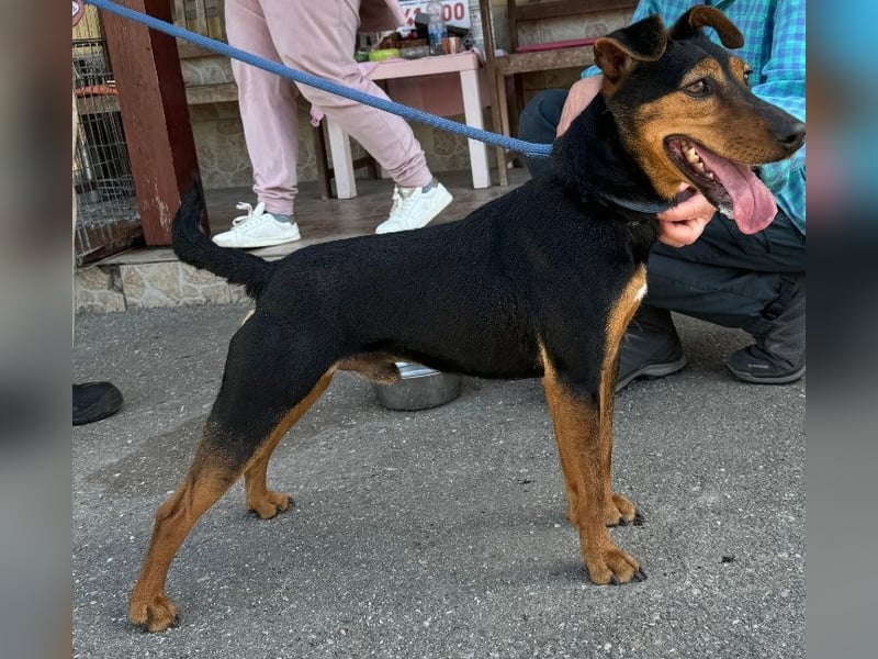 Shadow wurde von seinem Besitzer nicht mehr gewollt !