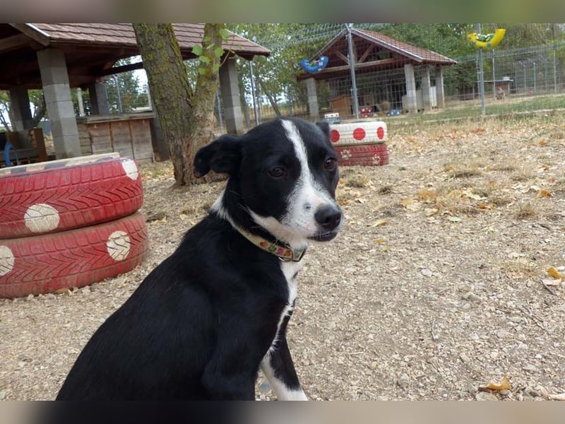 Schüchterne liebe Barka sucht einfühlsame Menschen