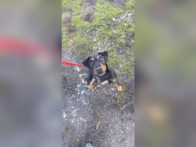 Adél, ein fröhlicher Hund auf drei Beinen !