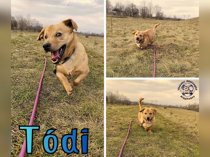 Tódi, ein unkomplizierter und verkuschelter Junghund