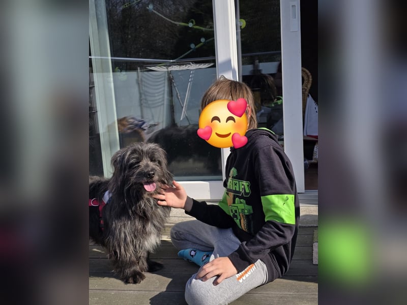 Dako lebt auf einer Pflegestelle in 46119 Oberhausen !