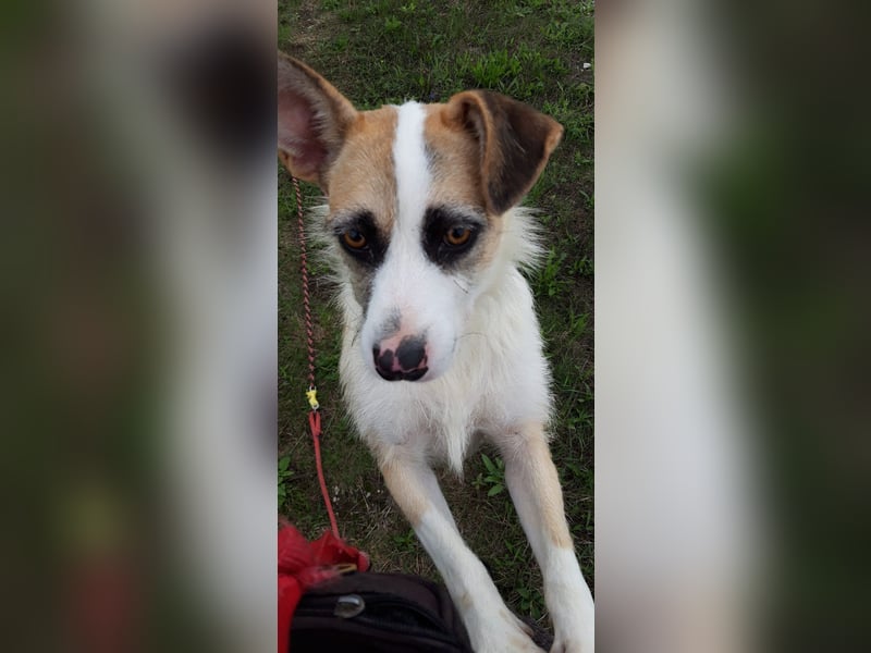 Dolly, ein ganz besonders schönes Hundemädchen, wurde vermutlich ausgesetzt !