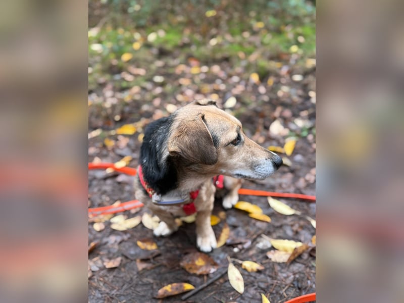 Die handliche kleine Rita sucht ein liebevolles Zuhause, wo sie ihr Leben genießen kann !