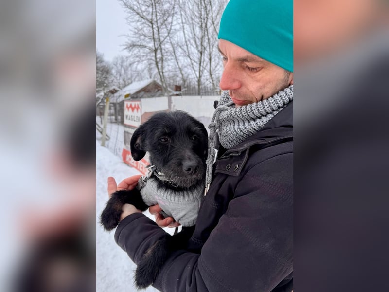 Bezaubernde Oreo  ist freundlcih und liebt das Kuscheln !