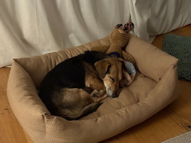 Die handliche kleine Rita sucht ein liebevolles Zuhause, wo sie ihr Leben genießen kann !