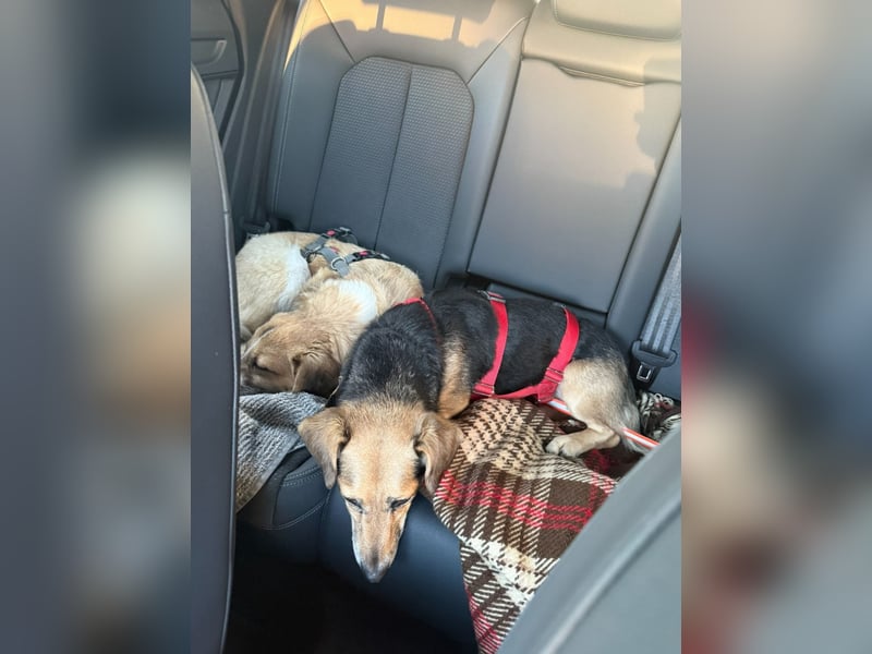 Die handliche kleine Rita sucht ein liebevolles Zuhause, wo sie ihr Leben genießen kann !