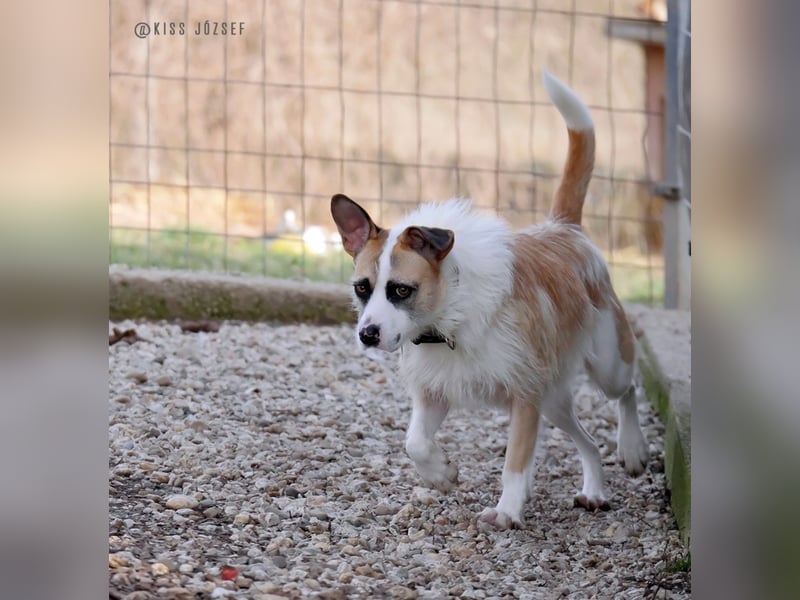 Dolly, ein ganz besonders schönes Hundemädchen, wurde vermutlich ausgesetzt !